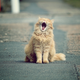 Image for article titled Australia to Imprison the Country's Most Dangerous Predators: Cats
